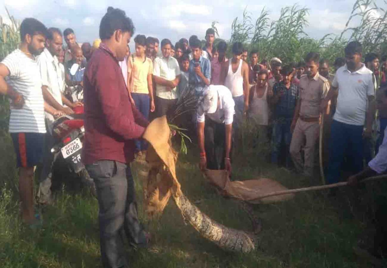 forest department caught python who swallowed peacock in auraiya uttar pradesh