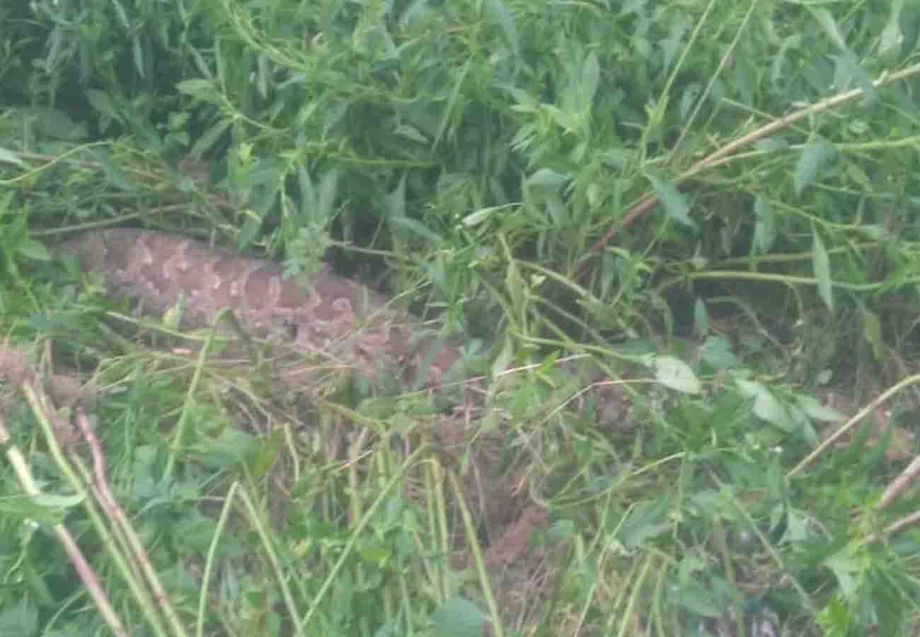 forest department caught python who swallowed peacock in auraiya uttar pradesh