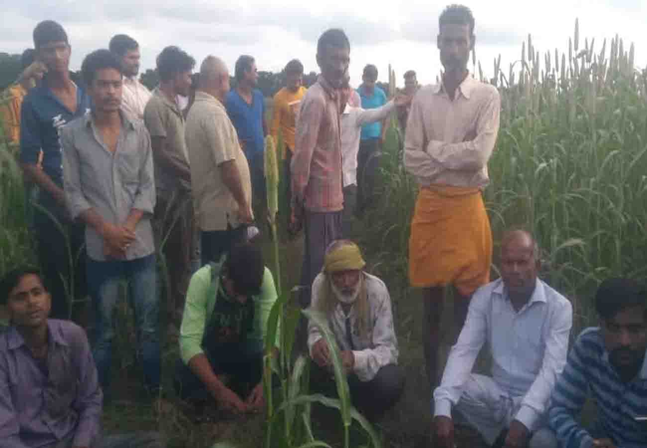 forest department caught python who swallowed peacock in auraiya uttar pradesh