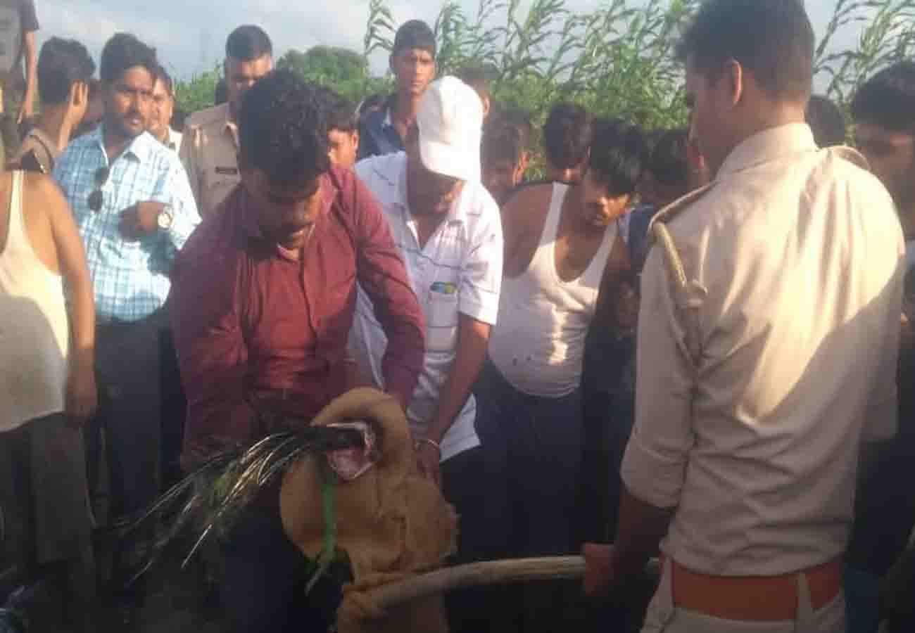 forest department caught python who swallowed peacock in auraiya uttar pradesh