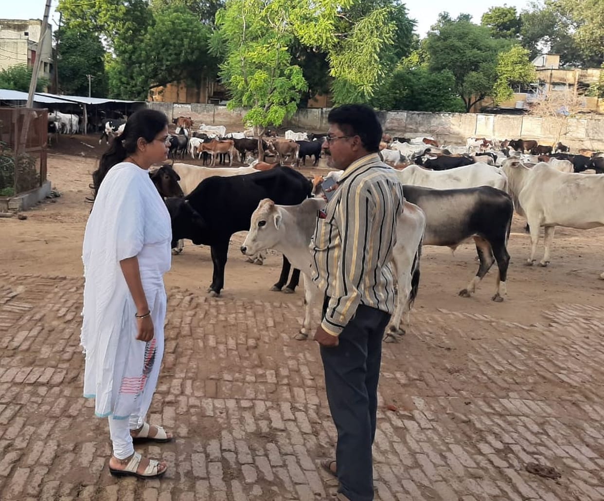 EO and CVO visited the city's cowsheds