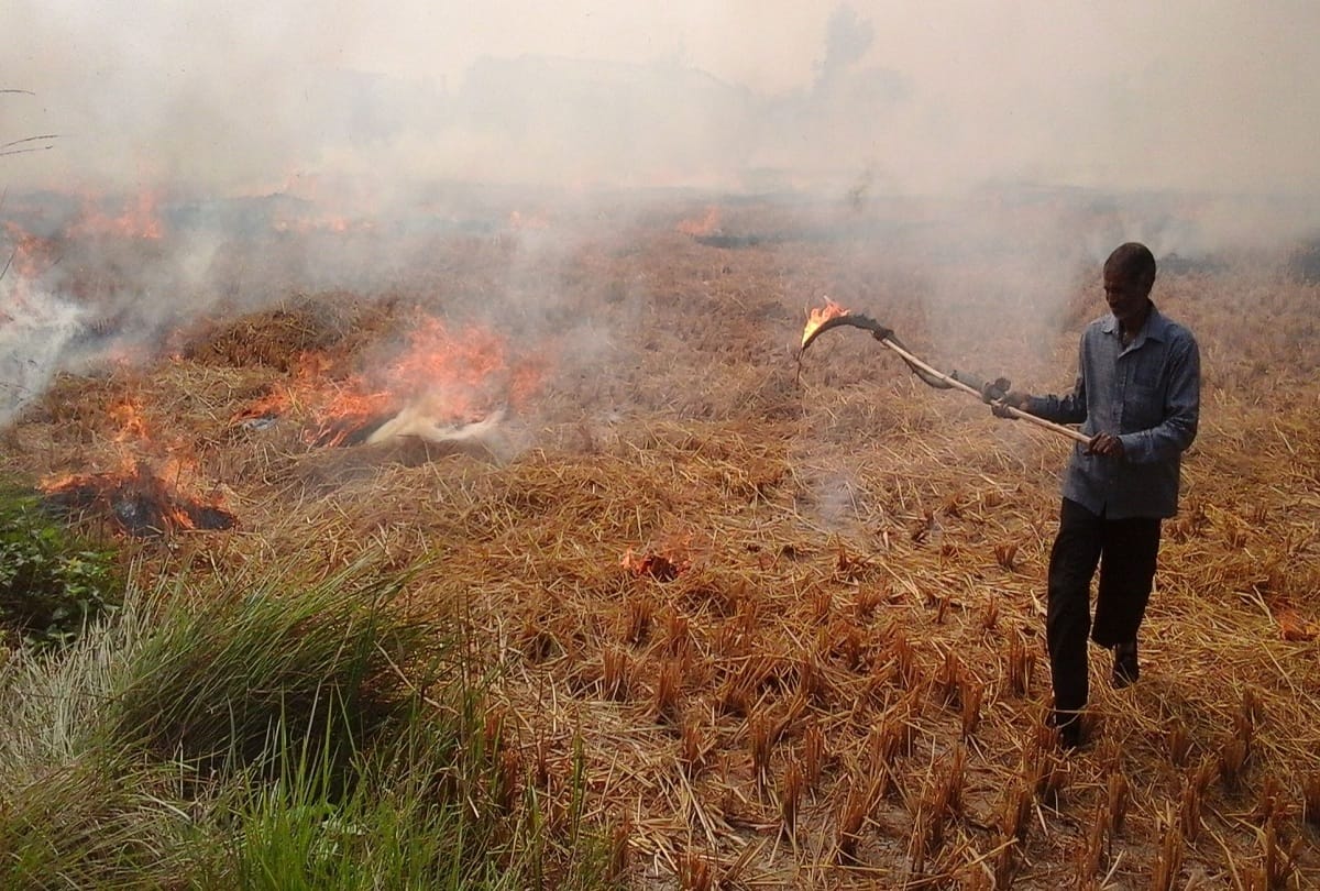 Farming Department Those who burn stubble in Punjab will not get panchayati land
