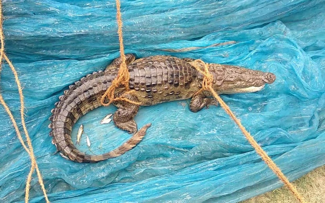 Crocodiles trapped in fishermen's net, stirred