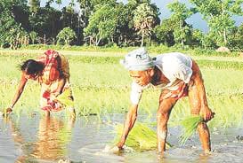 paddy crop wasted ue to rain