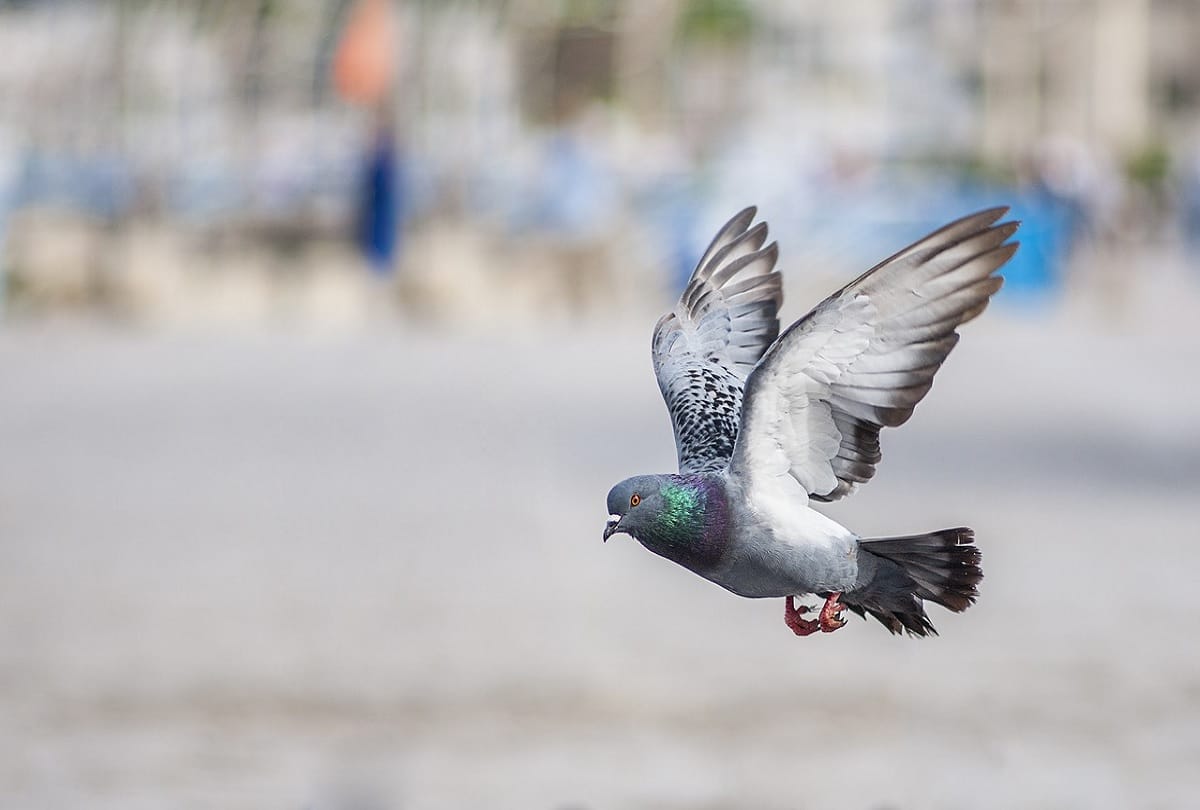 Pigeon Spread Diseases by its dropping beats and feathers, Doctor warns people in Delhi NCR