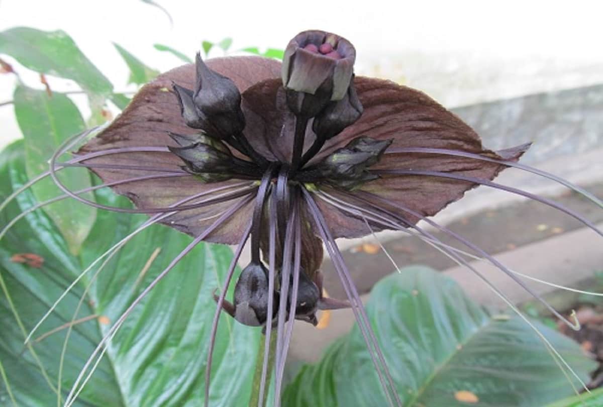 weird plants of the world that is looking very strange