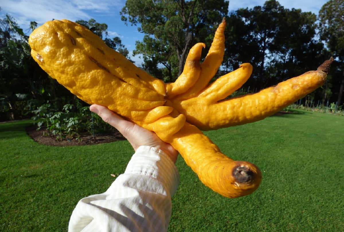 5 most weird plants of the world that is looking very strange