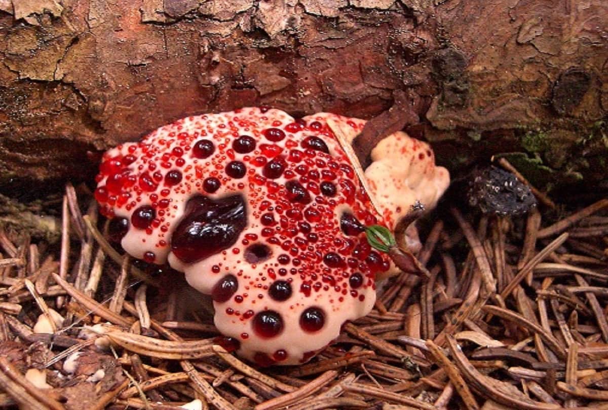 5 most weird plants of the world that is looking very strange
