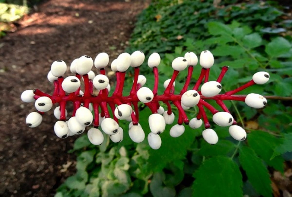 5 most weird plants of the world that is looking very strange