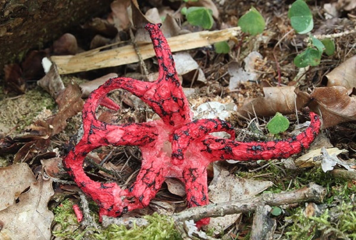 5 most weird plants of the world that is looking very strange