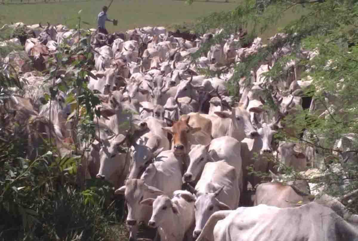 animal problem in uttar pradesh