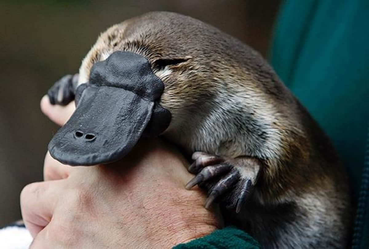 Weird faced creatures in the world they are looking like the Creatures of another world