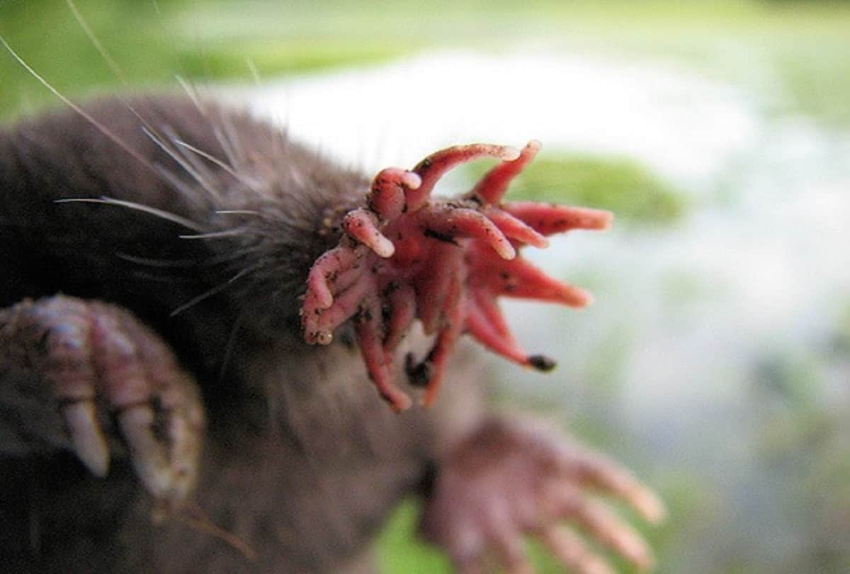 Weird faced creatures in the world they are looking like the Creatures of another world