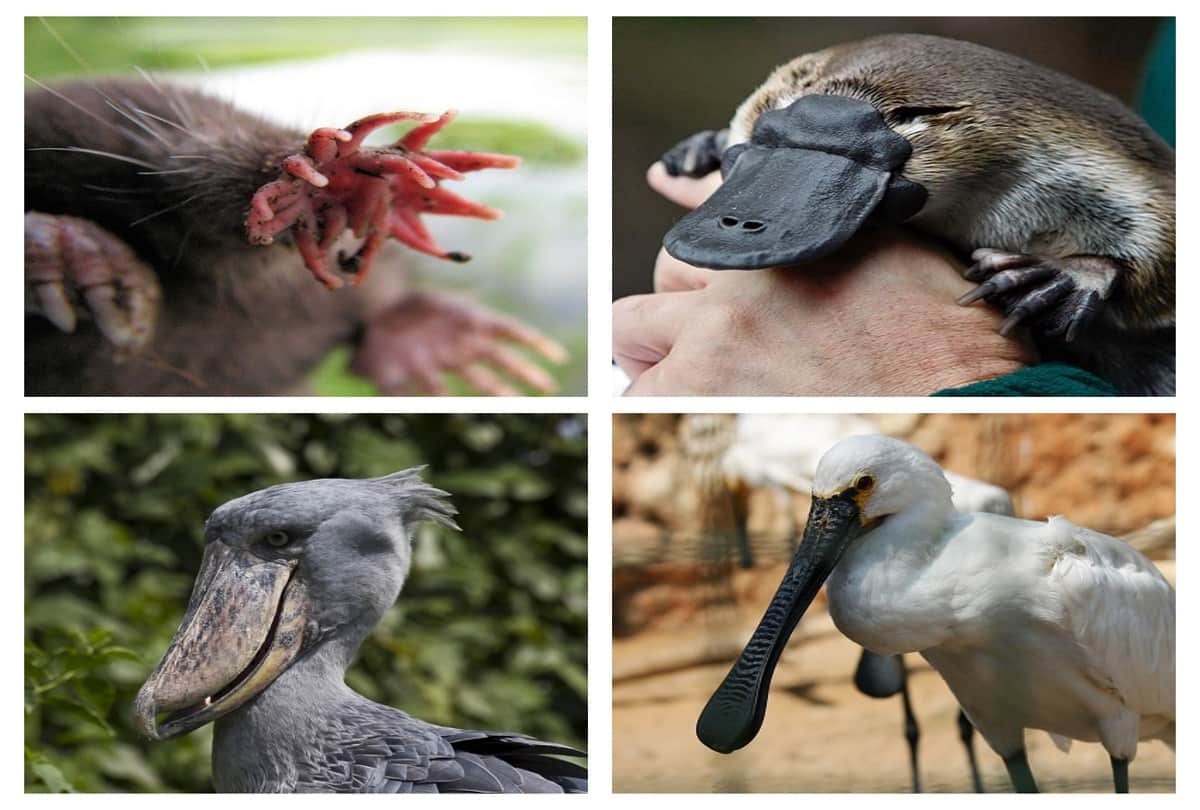 Weird faced creatures in the world they are looking like the Creatures of another world