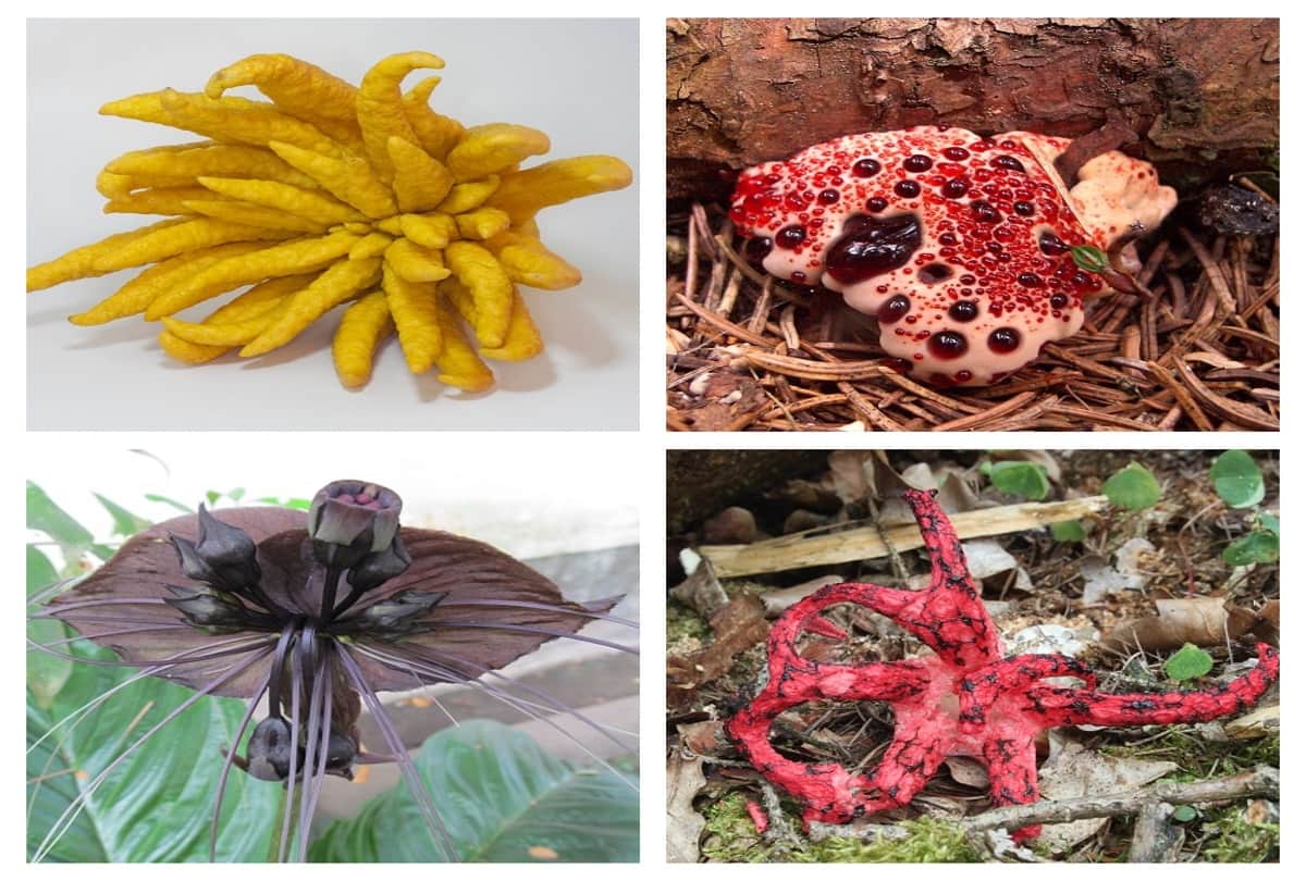weird plants of the world that is looking very strange