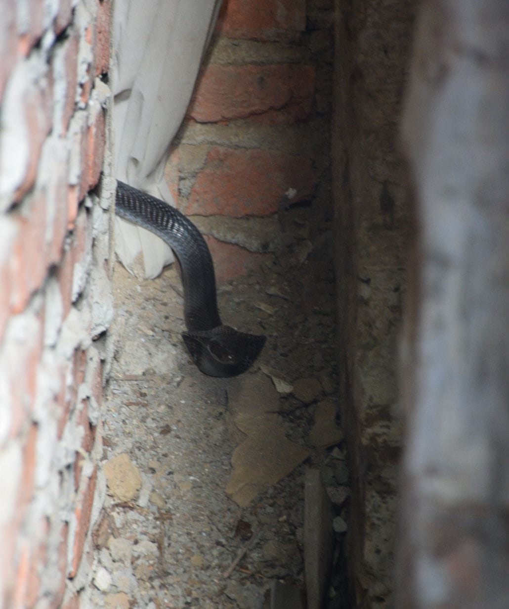 king cobra