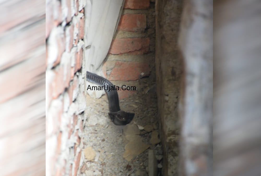 king cobra Enter In Market Area Almora panic in public