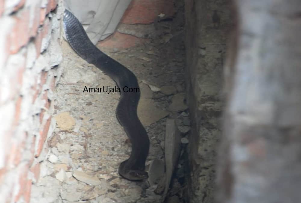 king cobra Enter In Market Area Almora panic in public