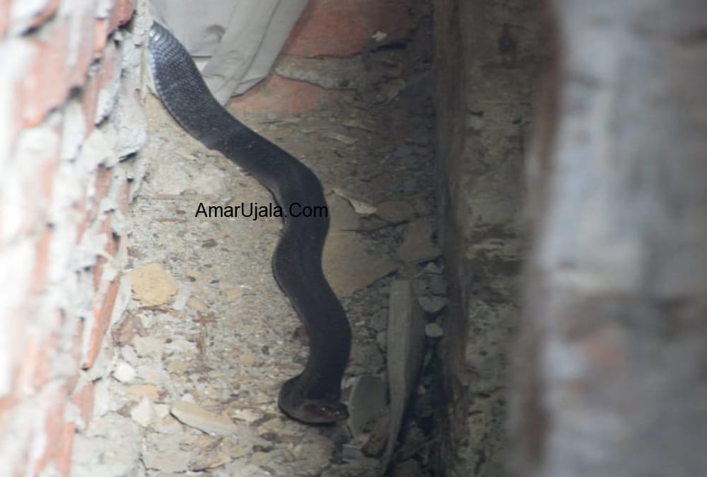 king cobra Enter In Market Area Almora panic in public