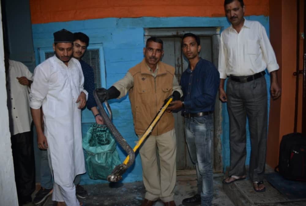 king cobra Enter In Market Area Almora panic in public