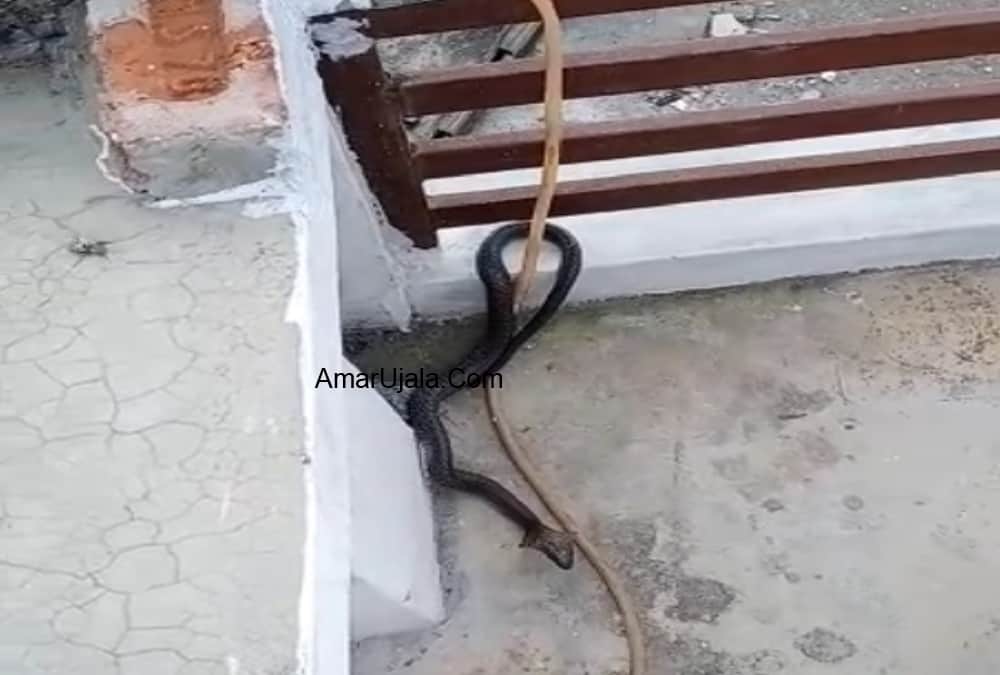 king cobra Enter In Market Area Almora panic in public