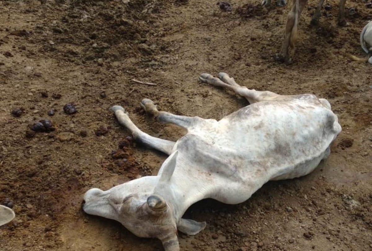 Hungry 15 Cow Died in Goshala Taroli Vrindavan