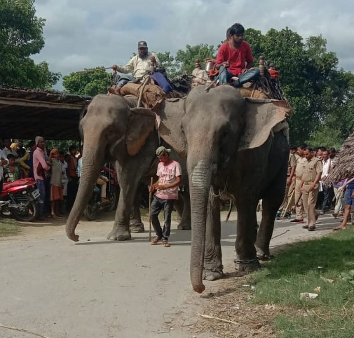elephant go back