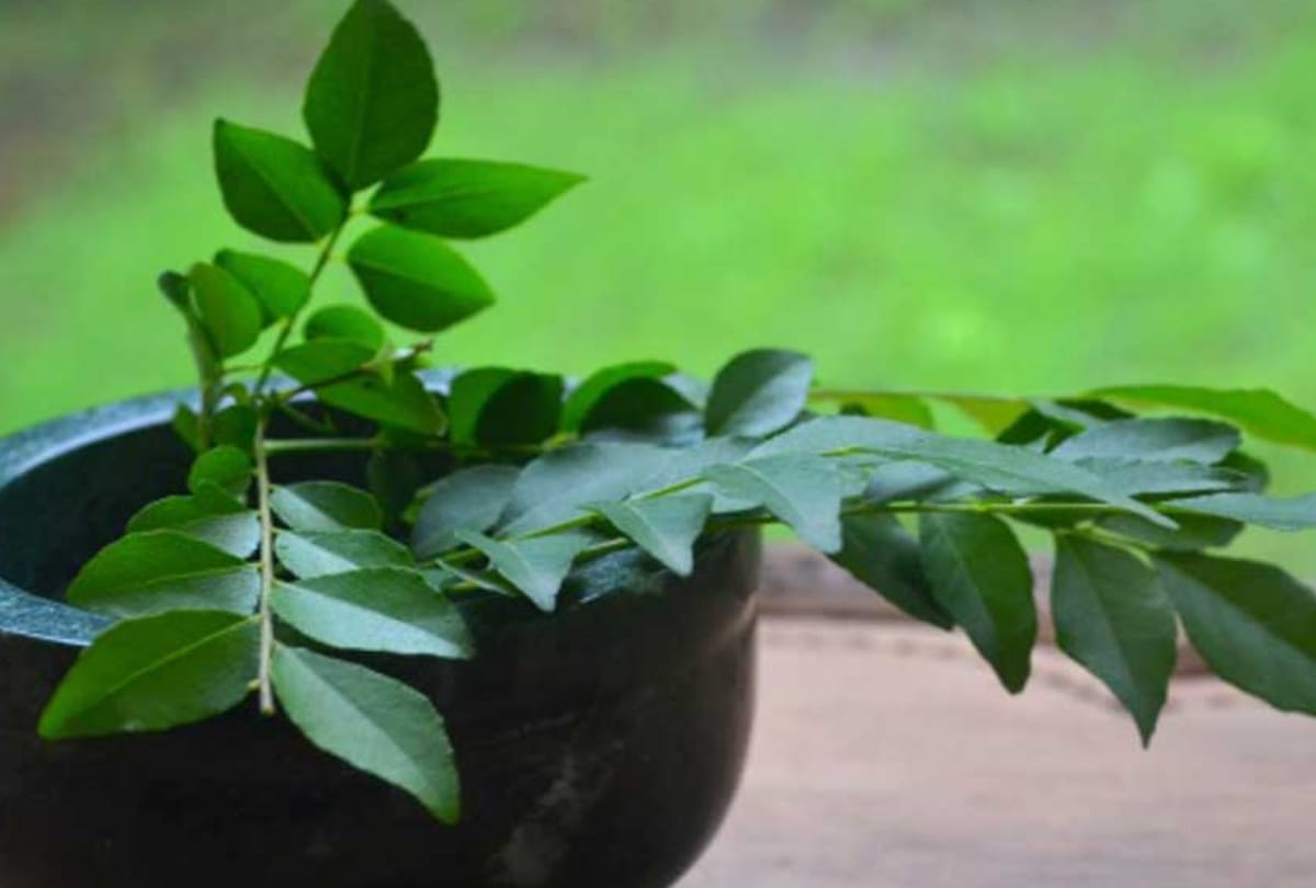 lobia is beneficial for heart patients