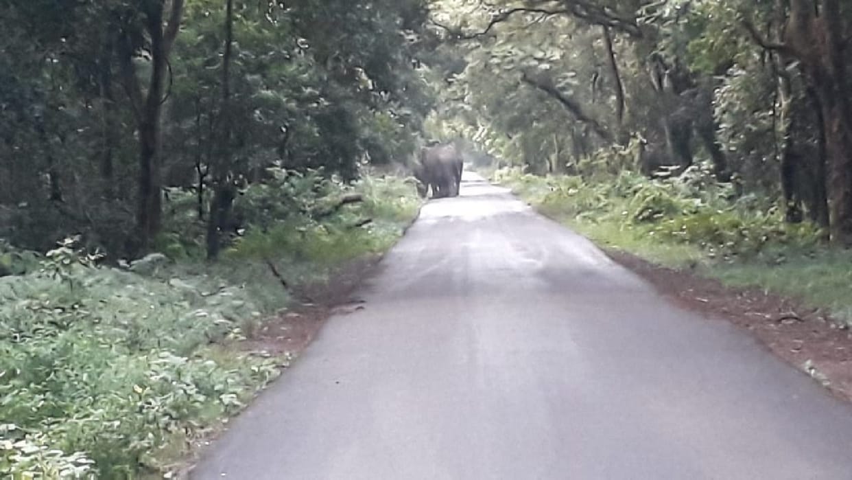 20 minutes of elephants scrambling on the road
