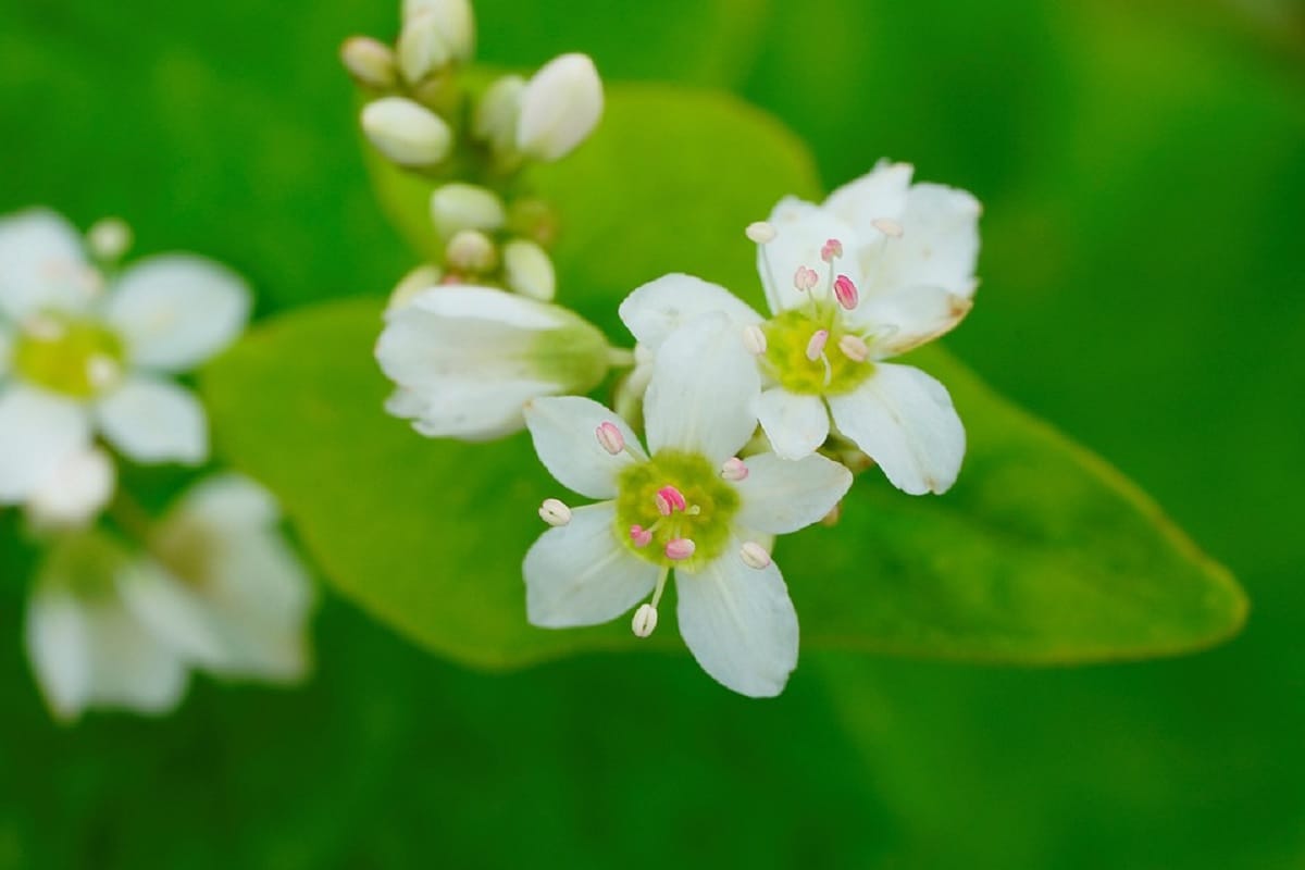 buckwheat flour for stay healthy and slim