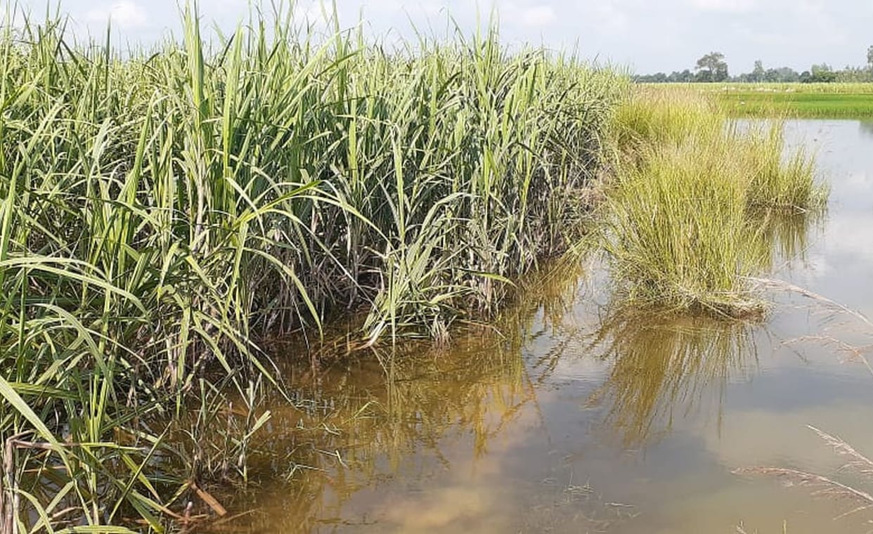 500 big paddy and sugarcane crop wasted due to drowning in water
