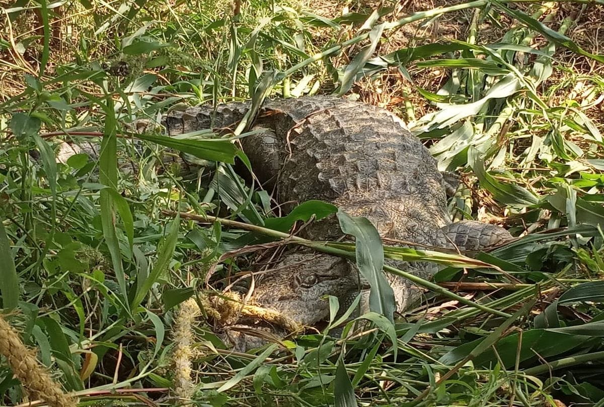 crocodile found in paddy field in firozabad