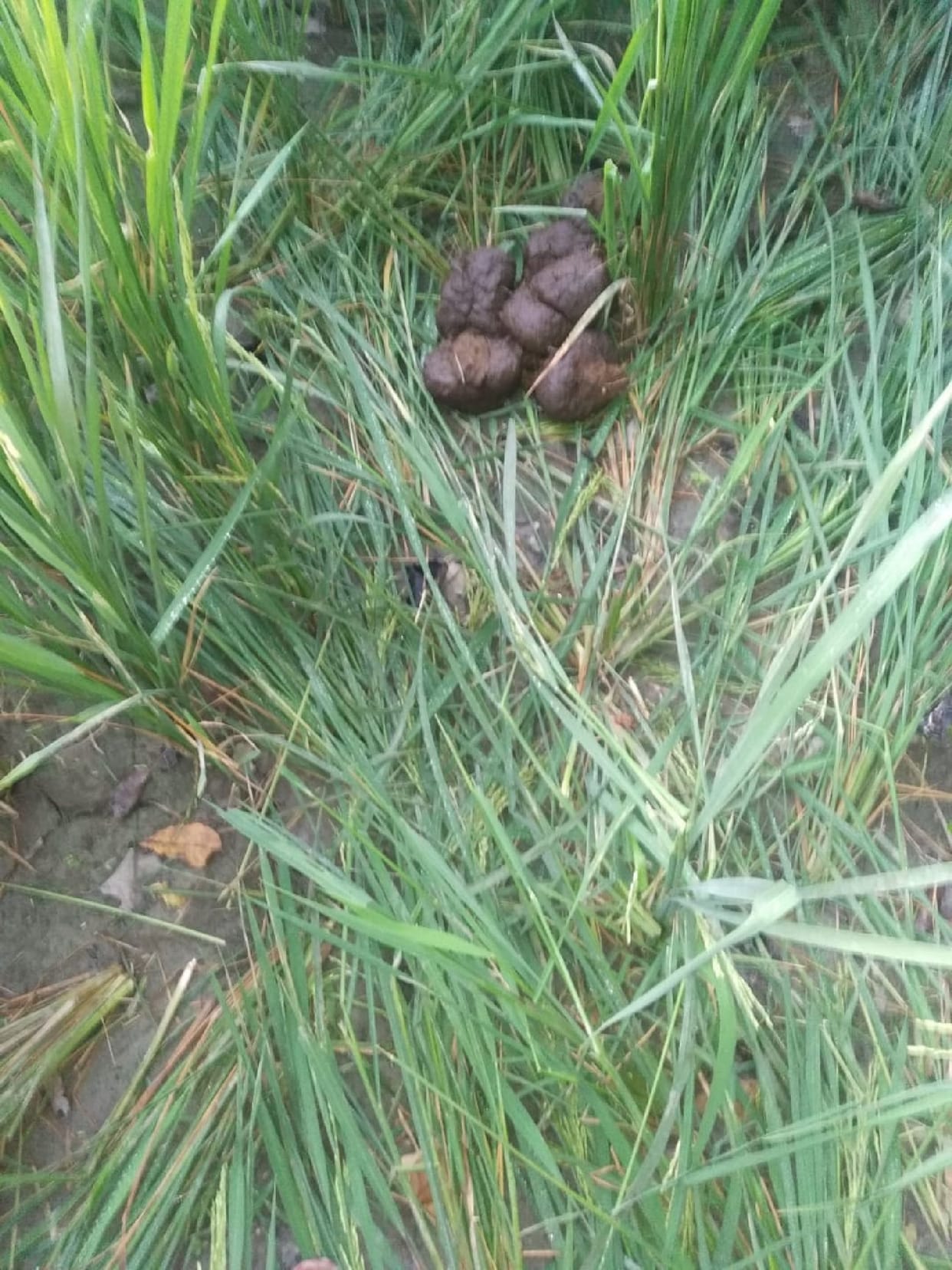 Wild elephants trample one acre crop