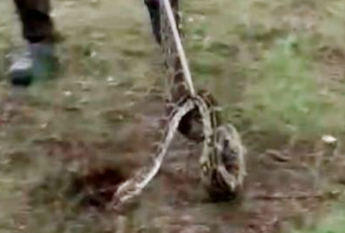 python found in Mehtab Bagh near Taj Mahal