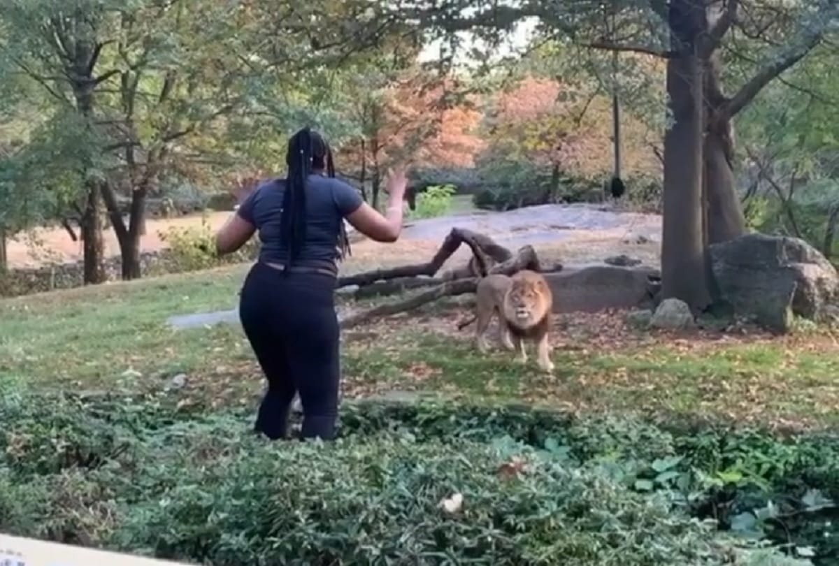 Woman caught on camera taunting lion at Bronx Zoo Video Viral on social media