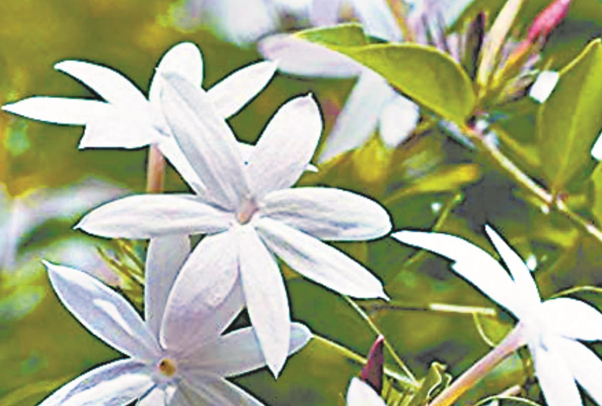 Flowers are beneficial for health and beauty