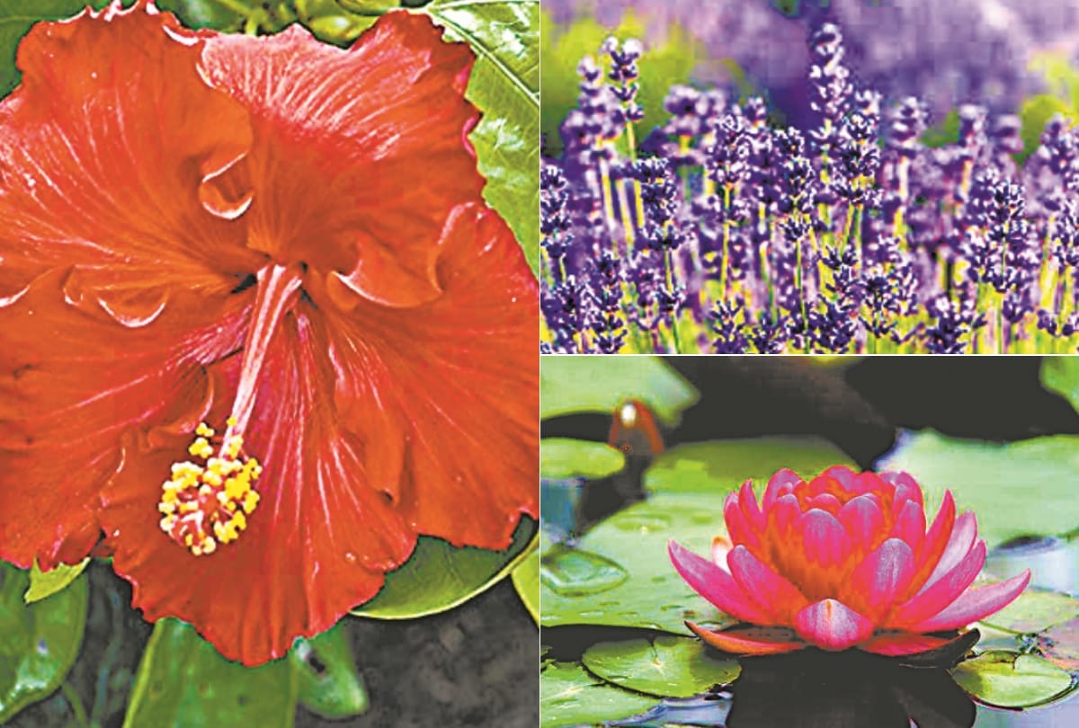 Flowers are beneficial for health and beauty