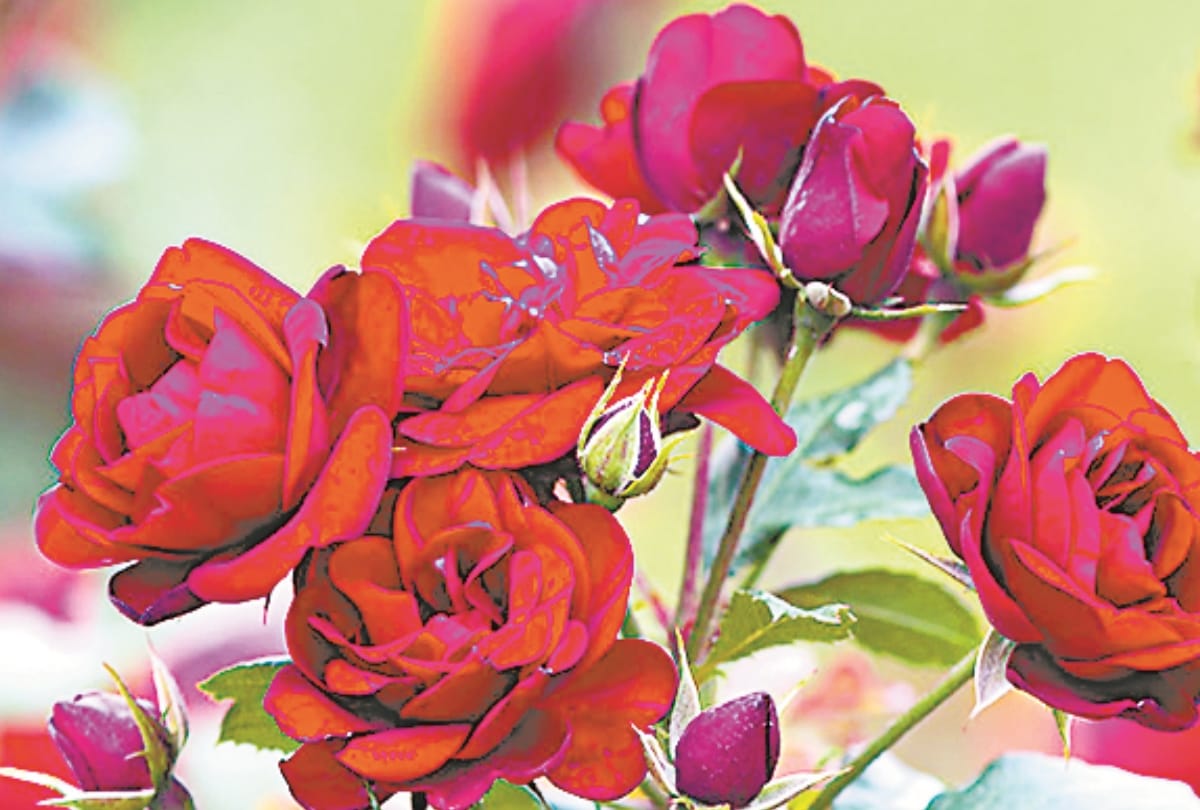 Flowers are beneficial for health and beauty