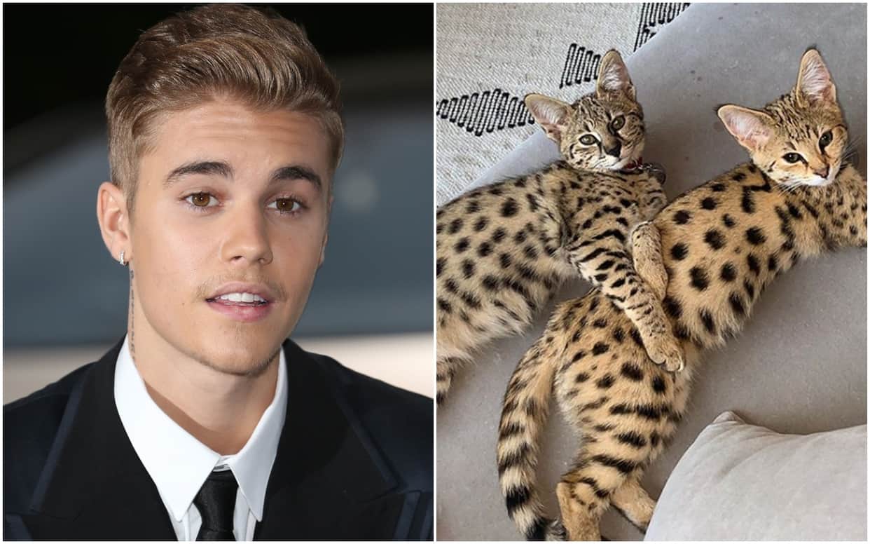 PETA criticises Justin Bieber for buying exotic cats Now singer responds