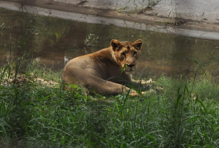 lion-lioness and white tigress in chattbir zoo