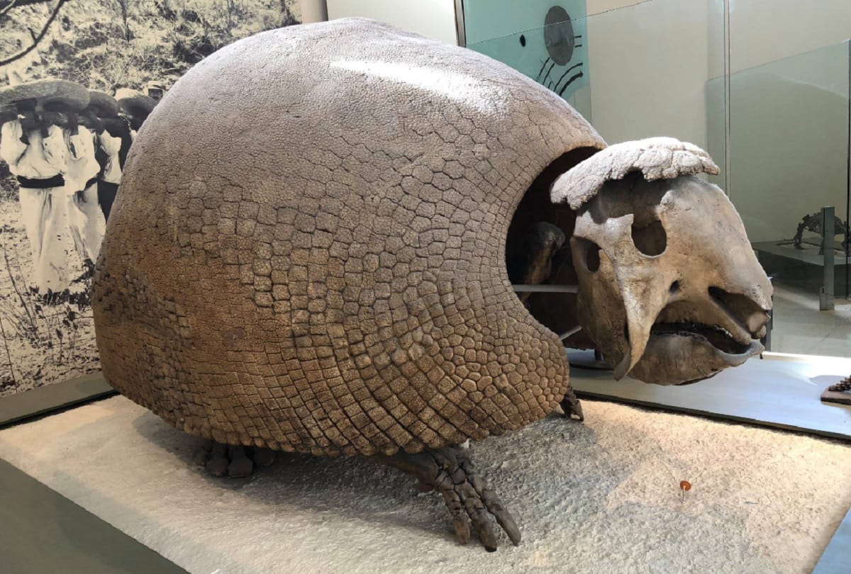 10 thousand year old giant armadillo shell is found in Argentina