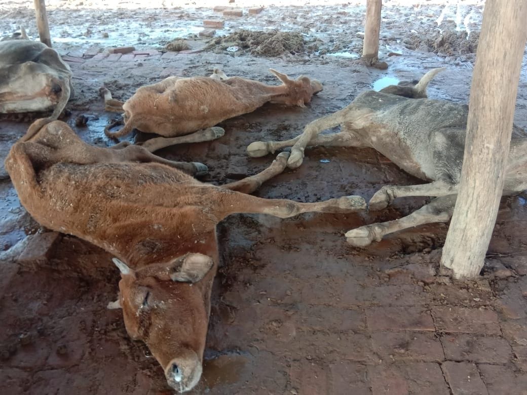 Cow death in Pratapgarh