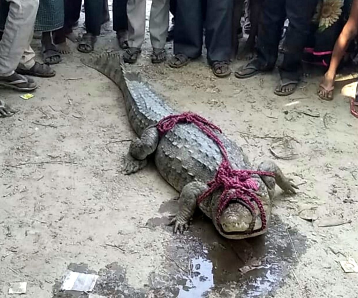 crocodile in villege, kasganj