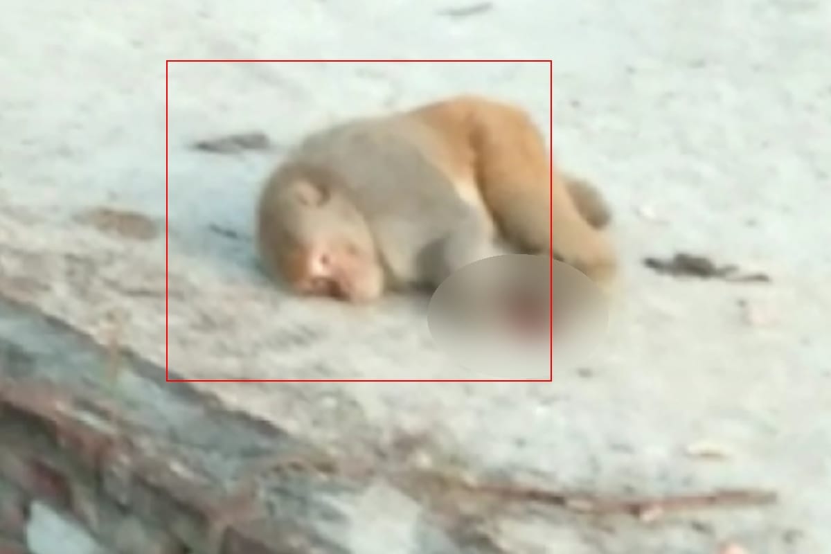 Communal atmosphere heated up in Shamli after a man shot dead a monkey