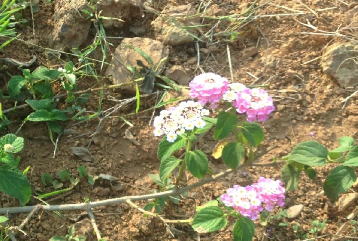 Sandeep Athalye family has planted 6000 saplings near Aarey Colony Mumbai