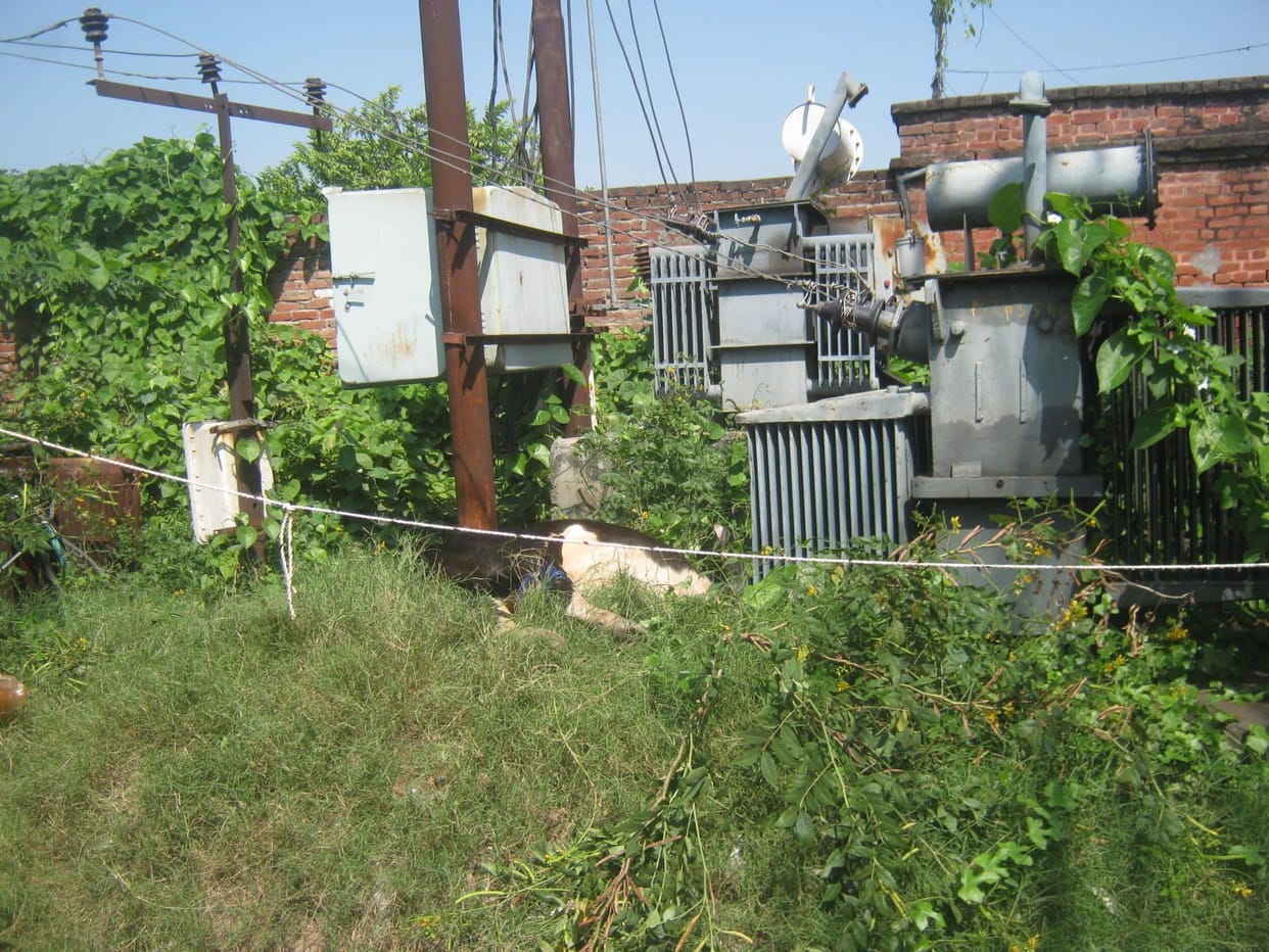 Cow died due to electric shock in Khatauli