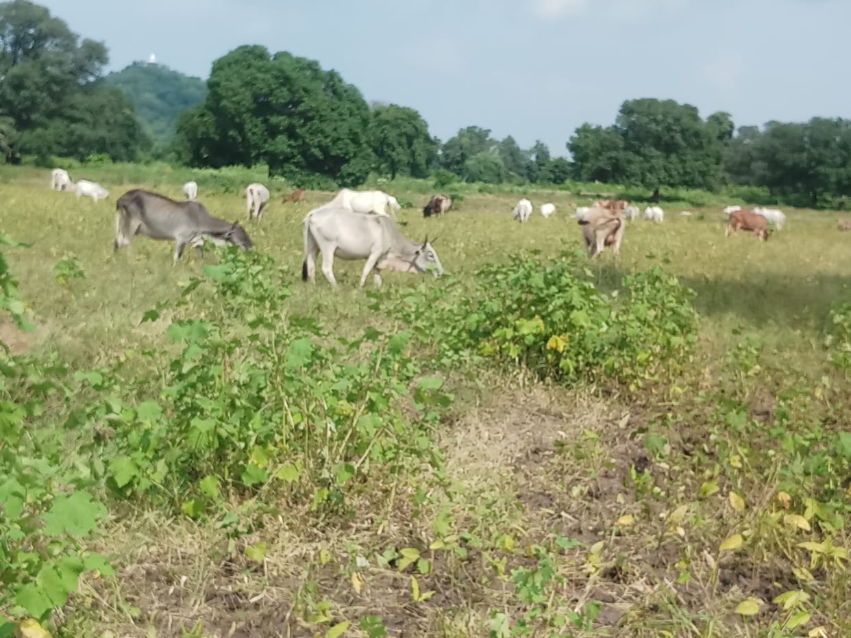 farmer waist crop from animal