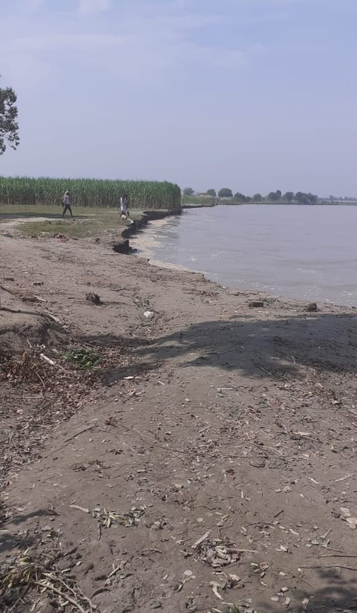 Ganga's water level decreased, harvesting intensified