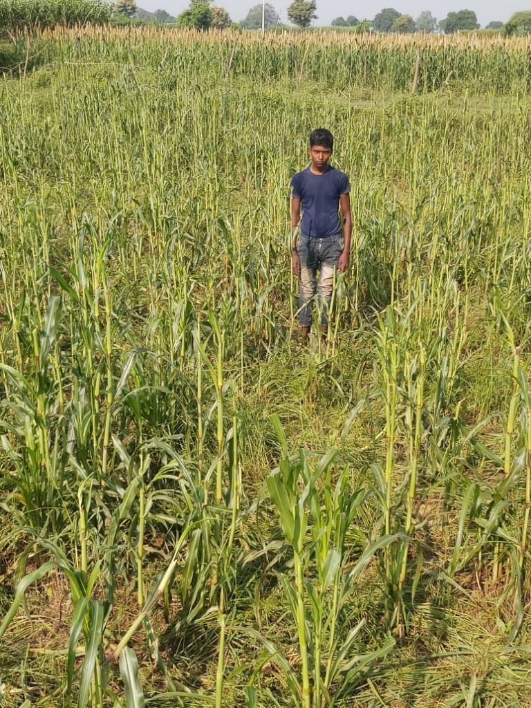 Anna cattle chop 20 bigha crop