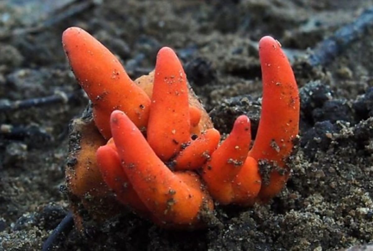 Most Deadly Fungus Species in Asia Mysteriously Emerged in Australia